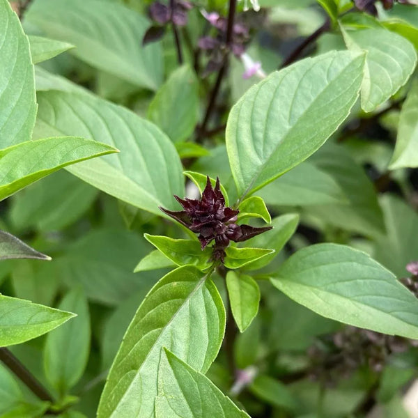 Basil (linalool + eugenol)