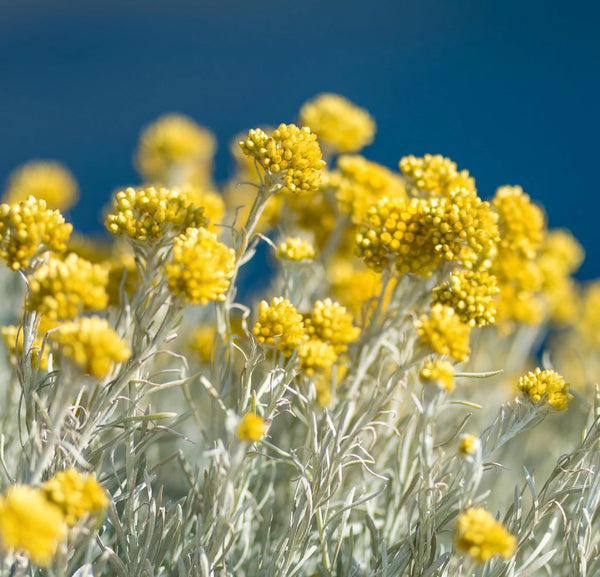 Helichrysum italicum
