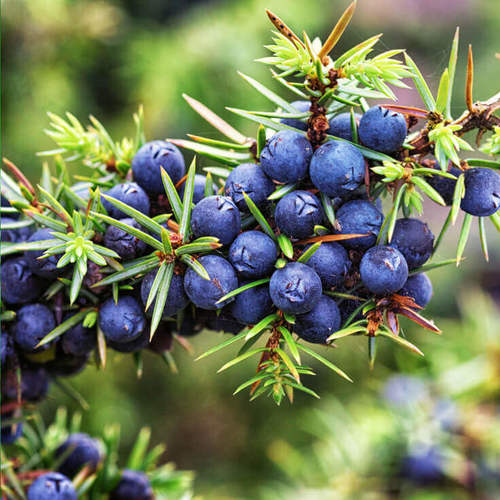 Juniper Berry Extract
